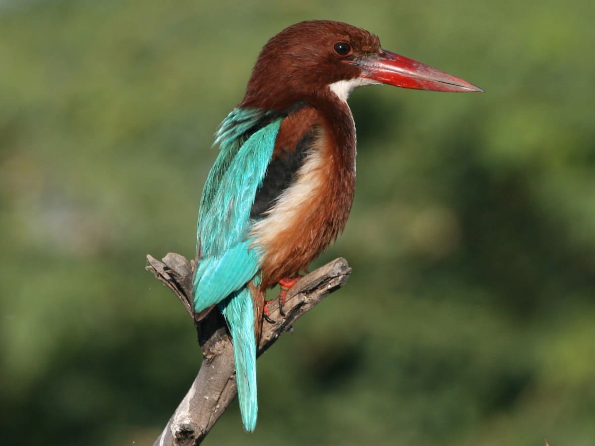 White-throated Kingfisher